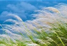 এসেছে শরৎ, আনন্দ-আবেশ পথ খোঁজে ভিন্নতায়